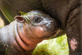 V safari parku se letos narodilo či vylíhlo už přes 450 mláďat