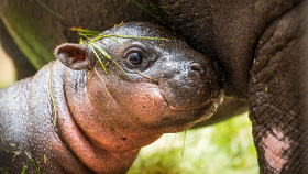 V safari parku se letos narodilo či vylíhlo už přes 450 mláďat