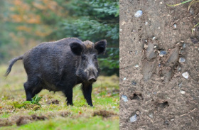 Kliknutím zvětšíte obrázek