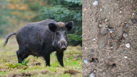 Pozor: Kdo najde uhynulého kance, ať volá veterinu Pozor: Kdo najde uhynulého kance, ať volá veterinu