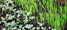 Premiéra farmy mikro zeleniny a bylinek