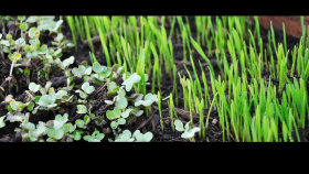 Premiéra farmy mikro zeleniny a bylinek