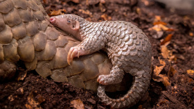Mládě luskouna v Zoo Praha se jmenuje Connoe Mládě luskouna v Zoo Praha se jmenuje Connoe
