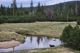 Léto v Jizerských horách zve na sklo i cyklistiku