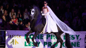 Večerní koňská galashow. Bude to jízda nejen uherská Večerní koňská galashow. Bude to jízda nejen uherská