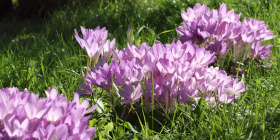 V Botance bude bohatý víkendový program