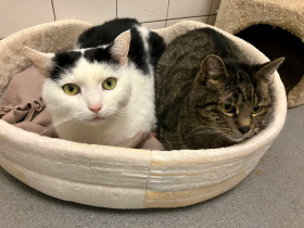 Podpořte opuštěná zvířata