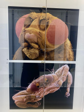 Hmyzí tváře v Jihočeském muzeu