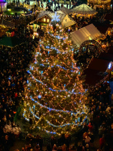 Nejkrásnější jedle stojí v Budějicích