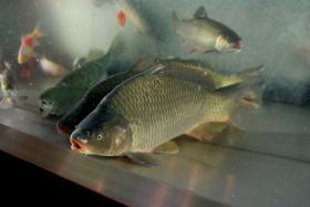 AGC Automotive: Zaměstnanci dostanou kapry