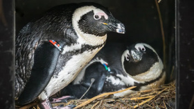 Pár samců odchoval mládě