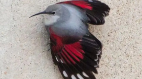 Na Pálavě zimuje vzácný zedníček