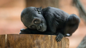 Mobi slavila první narozeniny