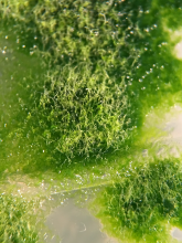 Nově objevená řasa pomůže objasnit evoluci rostlin