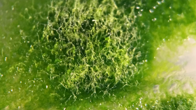 Nově objevená řasa pomůže objasnit evoluci rostlin Nově objevená řasa pomůže objasnit evoluci rostlin
