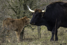 Prvním mládětem je pratur Kliknutím zvětšíte obrázek