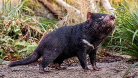 Zoo Praha představila nové tasmánské čerty Kliknutím zvětšíte obrázek