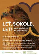 Přijde si vyzkoušet  sokolnictví