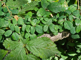 Chameleon mezi rostlinami je k vidění v teplické Botanické zahradě