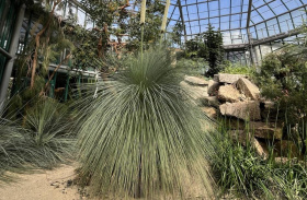 V liberecké botanické zahradě vykvetl žlutokap