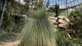 V liberecké botanické zahradě vykvetl žlutokap V liberecké botanické zahradě vykvetl žlutokap