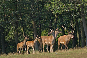 Mimořádná veterinární opatření zavádějí Lesy ČR v moravských oborách