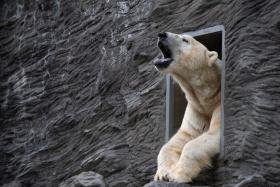 V pražské zoo začala stavba Arktidy V pražské zoo začala stavba Arktidy
