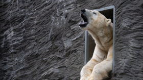 V pražské zoo začala stavba Arktidy V pražské zoo začala stavba Arktidy