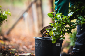 Lesy ČR sázejí budoucnost