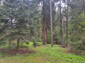 Jak připravit lesy na změnu klimatu?