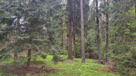 Jak připravit lesy na změnu klimatu? Jak připravit lesy na změnu klimatu?