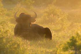 Milovická rezervace hostí třídenní setkání odborníků ze Zoo