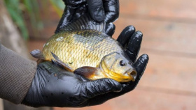 Pražská ZOO vypustila do volné přírody další kriticky ohrožené karasy obecné