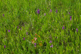 V Českém středohoří zachraňují kukačky. Ani ptáky, ani hodiny, ale vzácné orchideje