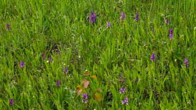 V Českém středohoří zachraňují kukačky. Ani ptáky, ani hodiny, ale vzácné orchideje