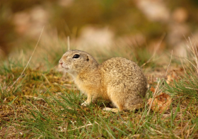Kliknutím zvětšíte obrázek