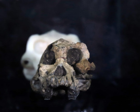 Lucy a Selam přiletěli do Česka. Vystaví je Národní muzeum Kliknutím zvětšíte obrázek