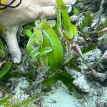 Čeští vědci objevili nové houby