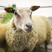 Kliknutím zvětšíte obrázek