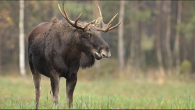Proč los Emil bloudil Evropou?