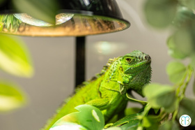 Plazí se to! Tentokrát ve velkém…