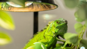 Plazí se to! Tentokrát ve velkém…