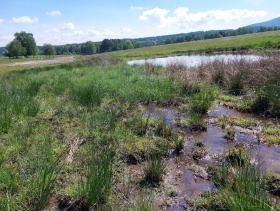 Přirozená koryta toků a nové tůně: Lesy ČR mění odvodněnou krajinu