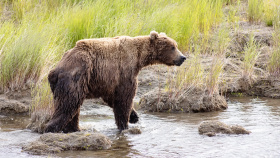 Po medvědech na Doupově budou pátrat ochránci přírody