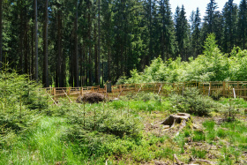 O lesnické zakázky se v tendru Lesů ČR uchází desítky zájemců