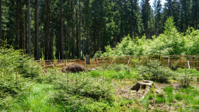 O lesnické zakázky se v tendru Lesů ČR uchází desítky zájemců