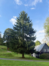 Vánoční strom na Staroměstském náměstí bude z Děčínska