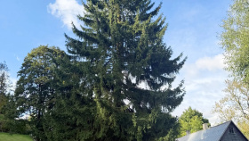 Vánoční strom na Staroměstském náměstí bude z Děčínska