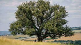 Stromem roku se stal Oldřichův dub v Peruci