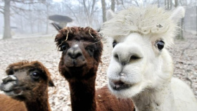 Chovatelé v zoologických zahradách připravují zvířata na zimu. Roční období se odrazí i na jejich stravě